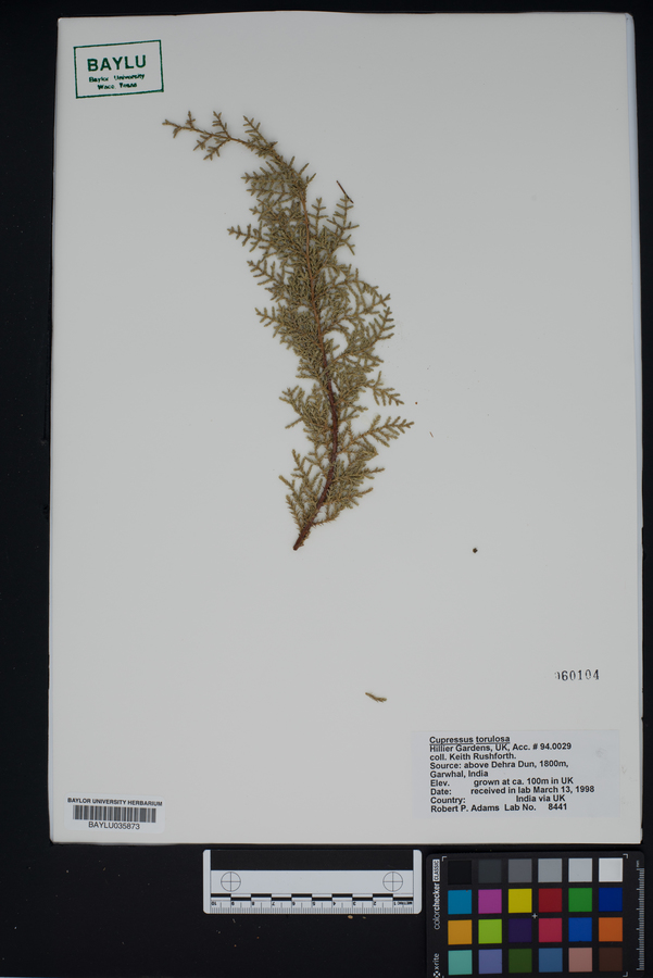 Cupressus torulosa image