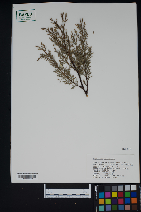 Cupressus macmabiana image