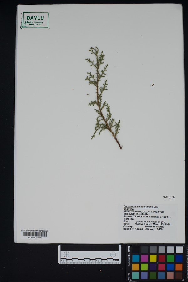 Cupressus sempervirens var. atlantica image