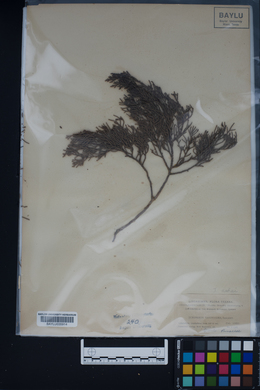 Image of Juniperus compacta