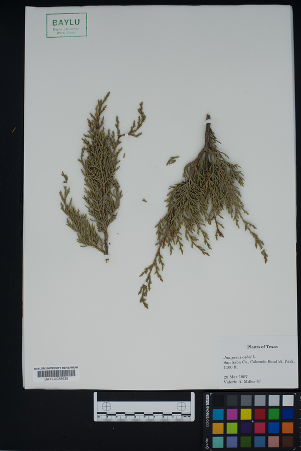 Juniperus ashei image