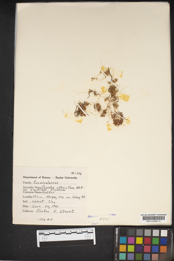 Cuscuta obtusiflora image