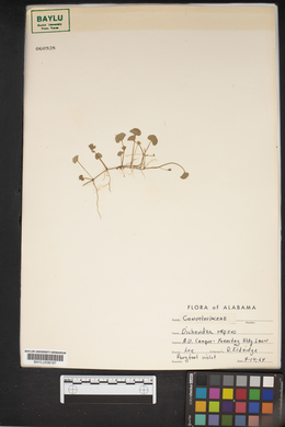 Dichondra micrantha image