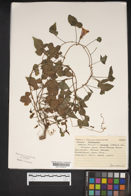 Ipomoea trifida image