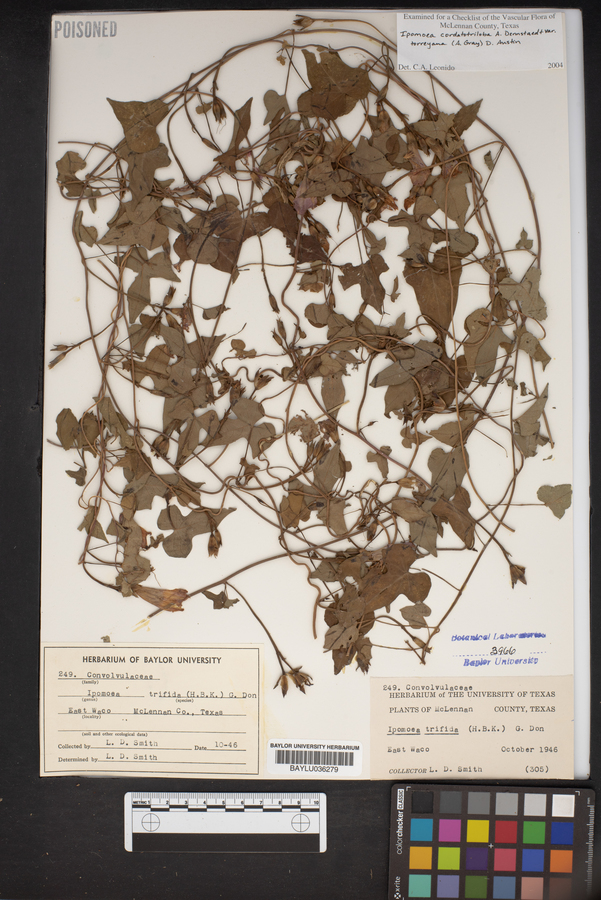 Ipomoea trifida image