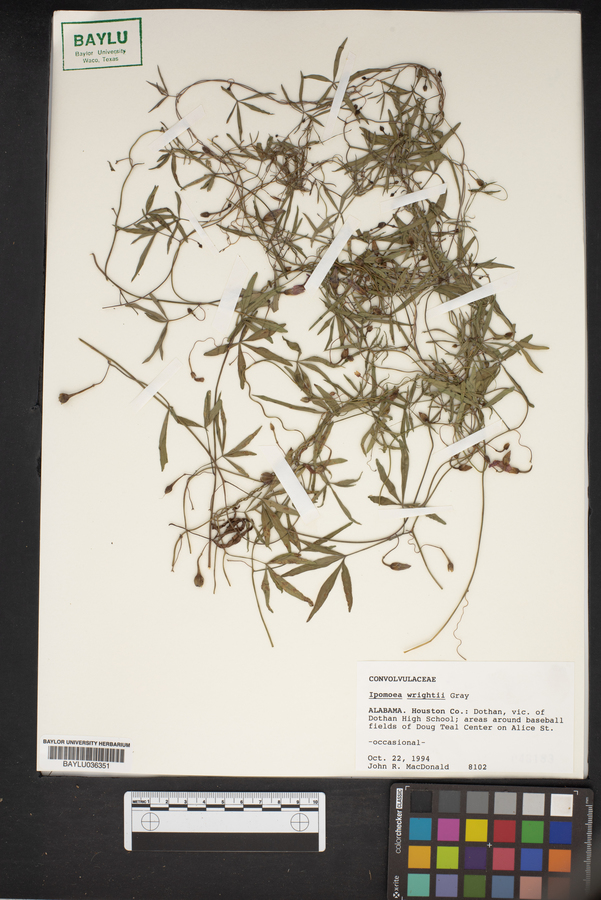 Ipomoea wrightii image