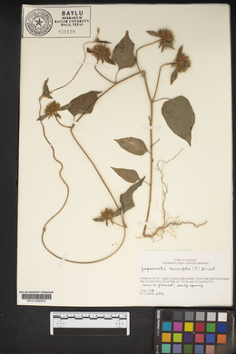 Jacquemontia tamnifolia image