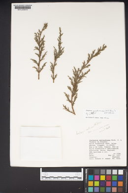 Image of Juniperus wallichiana