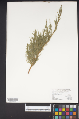 Juniperus x pfitzeriana image