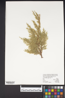Juniperus x pfitzeriana image