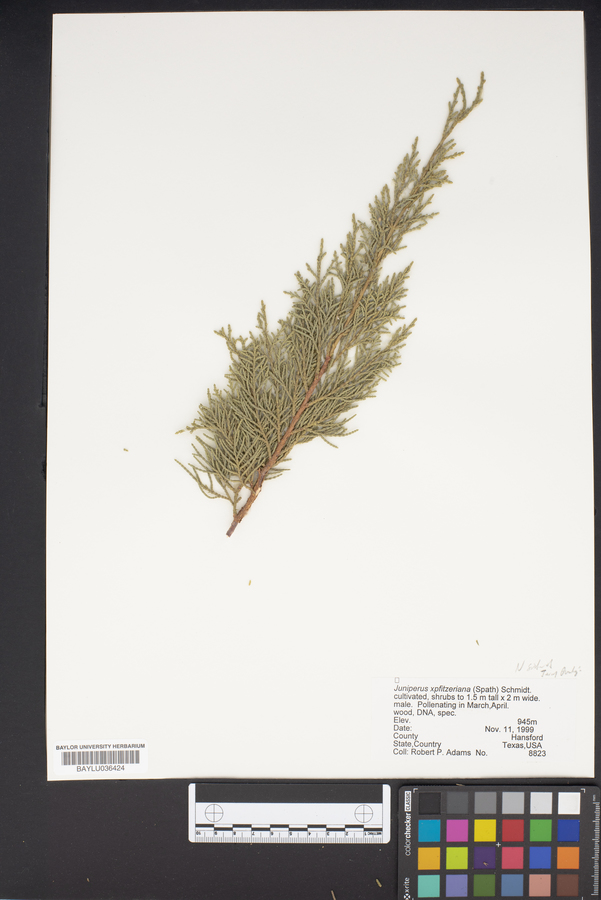 Juniperus x pfitzeriana image