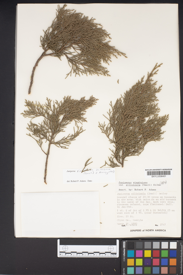 Juniperus virginiana subsp. silicicola image