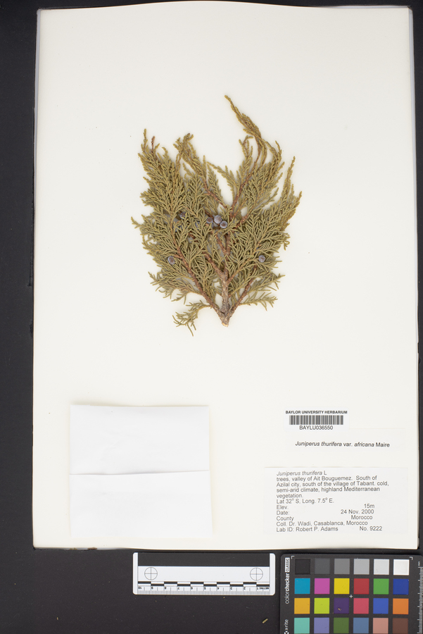 Juniperus thurifera image