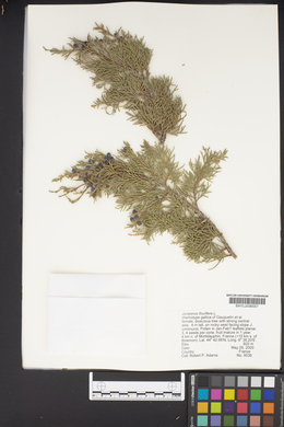 Image of Juniperus thurifera