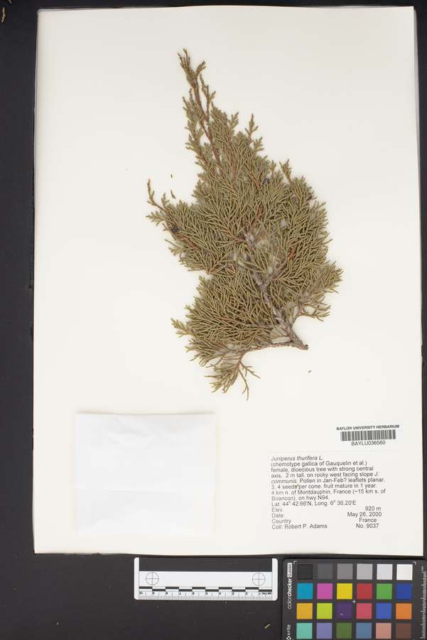 Juniperus thurifera image