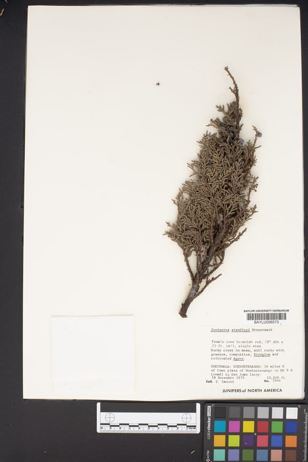 Juniperus standleyi image