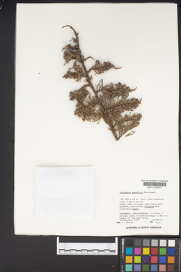 Juniperus standleyi image