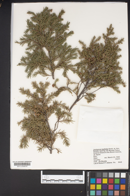 Juniperus taxifolia image