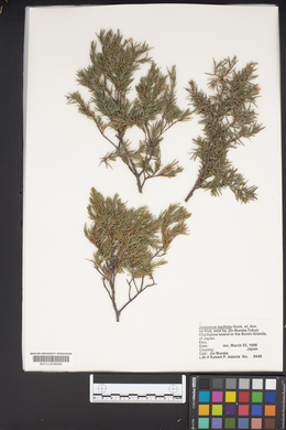 Juniperus taxifolia image