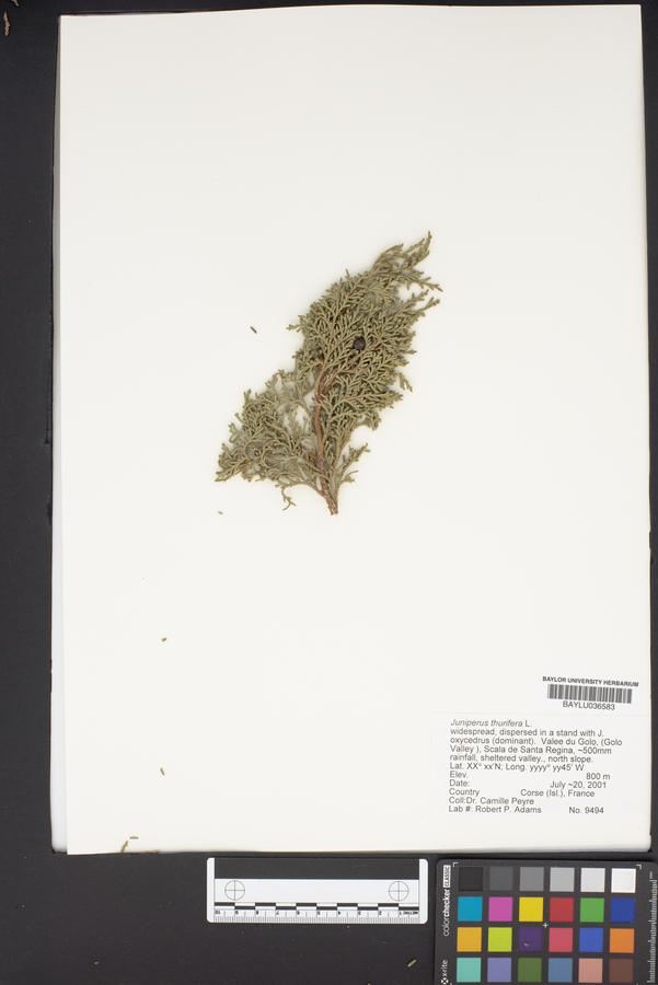 Juniperus thurifera image