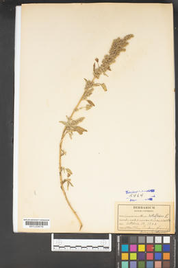 Amaranthus retroflexus image