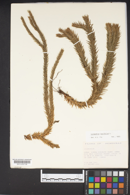 Image of Lycopodium taxifolium