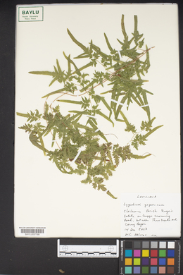 Lygodium japonicum image