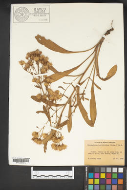 Carphephorus bellidifolius image