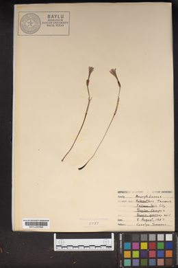 Habranthus texanus image