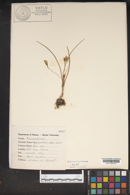 Zephyranthes texana image