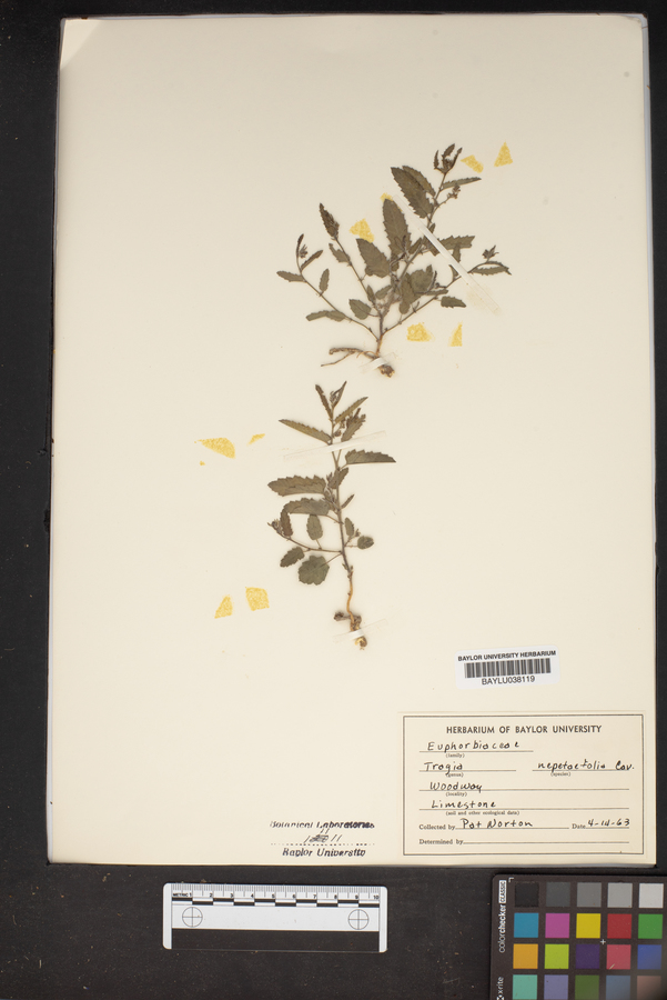 Tragia nepetaefolia image