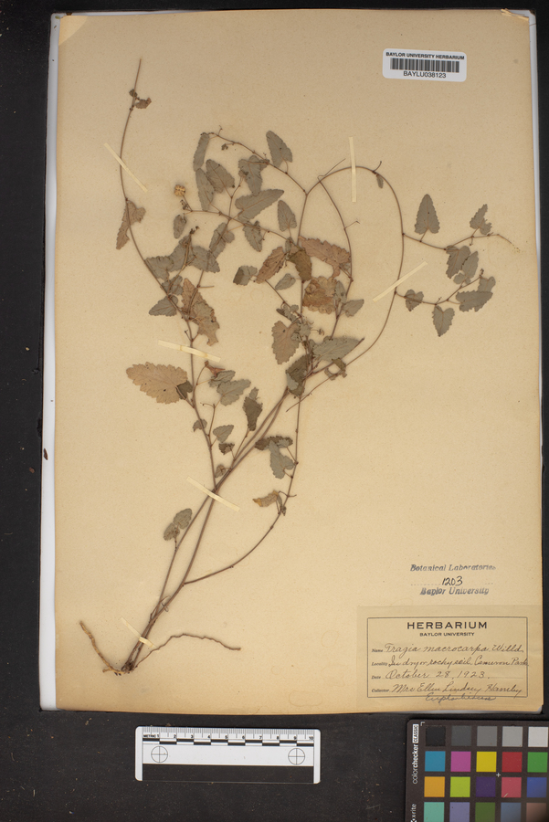 Tragia macrocarpa image