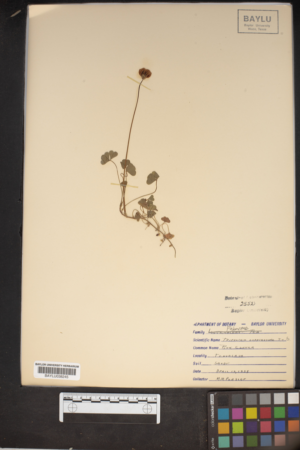 Trifolium amphianthum image