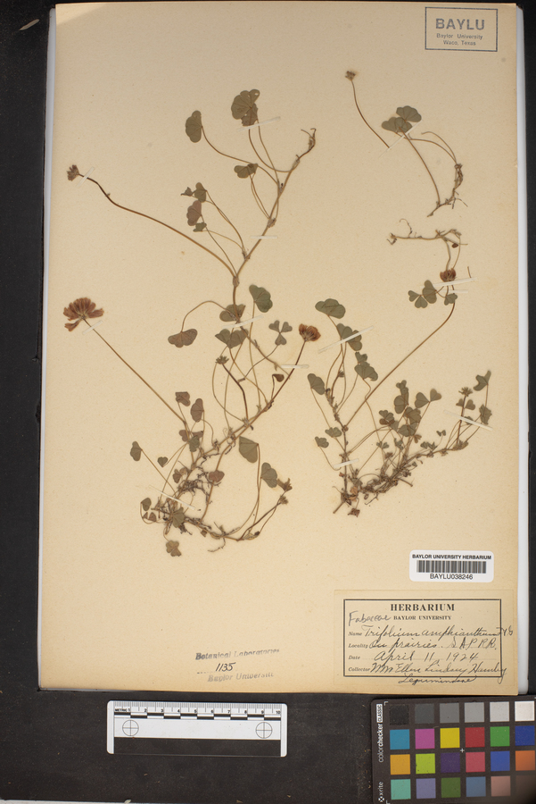 Trifolium amphianthum image