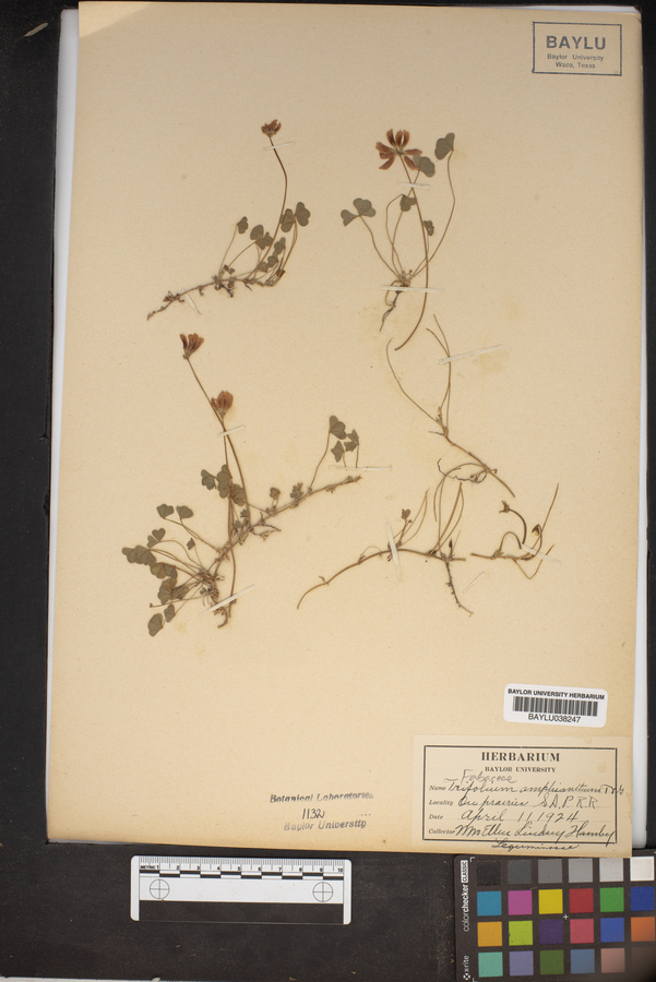 Trifolium amphianthum image