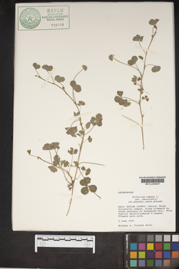 Trifolium repens var. biasolettii image