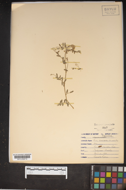 Vicia leavenworthii image