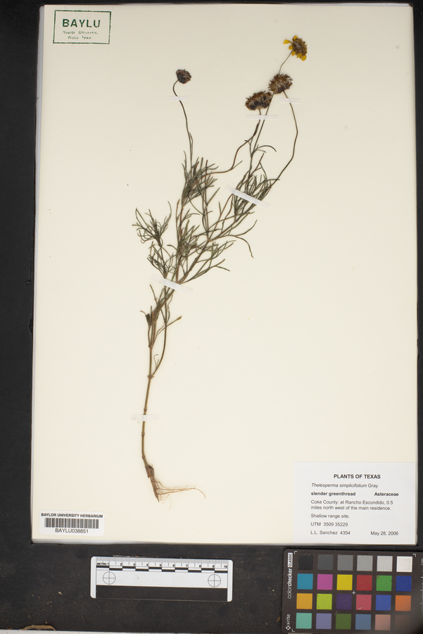 Thelesperma simplicifolium image