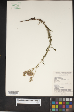 Trichogonia salviaefolia image
