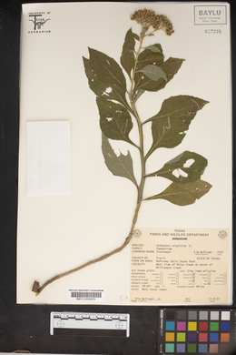 Verbesina virginica image