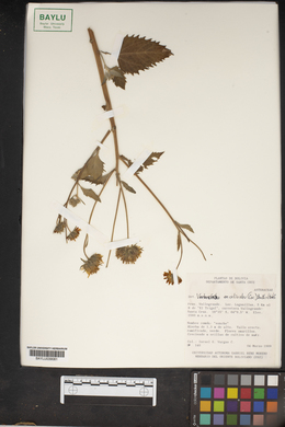Verbesina encelioides image