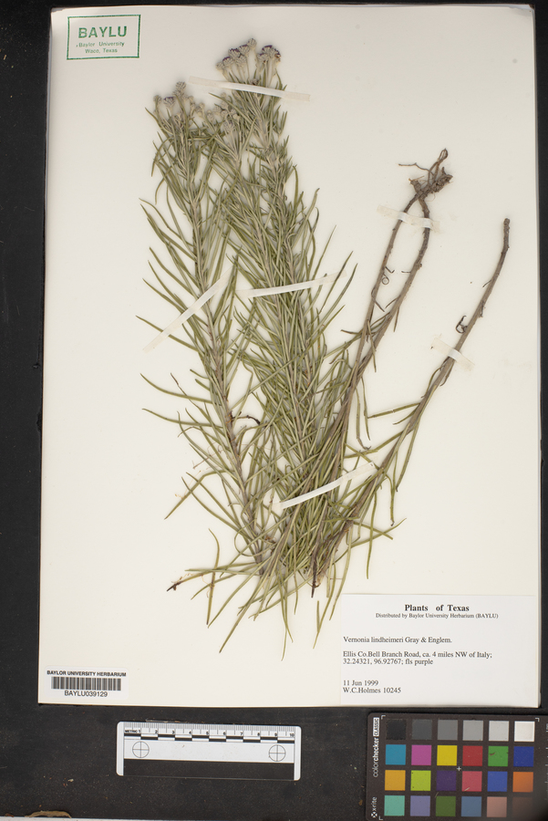 Vernonia lindheimeri image