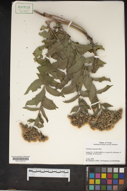 Vernonia missurica image
