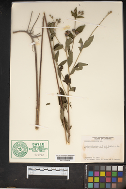 Vernonia missurica image
