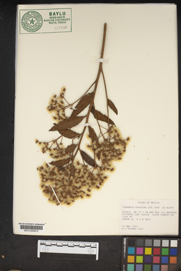 Vernonia oaxacana image