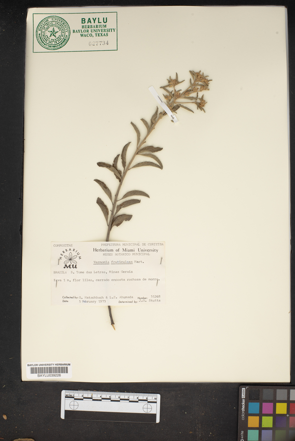 Lepidaploa rufogrisea image