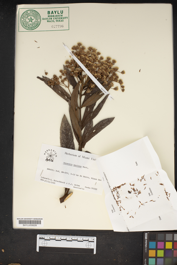 Vernonanthura mariana image