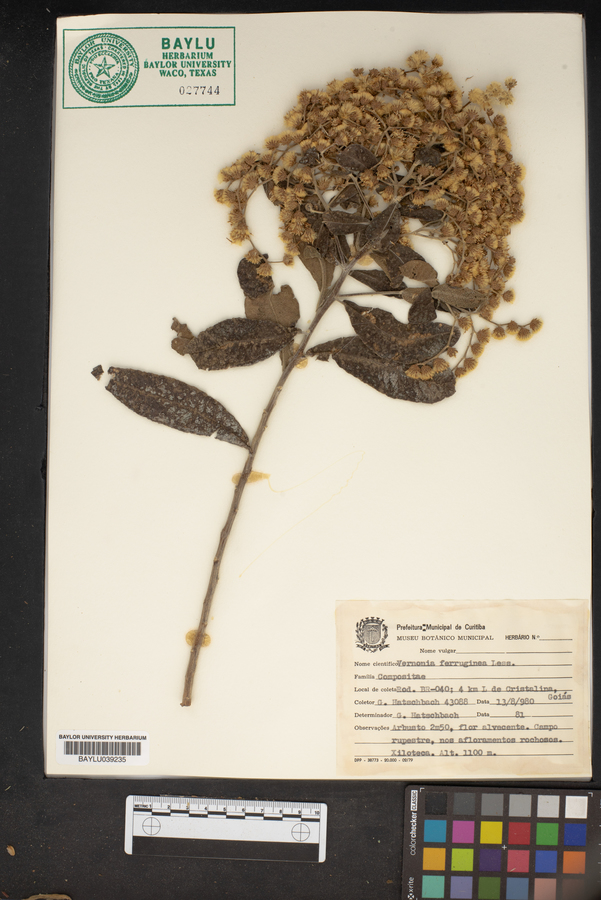 Vernonia ferruginea image