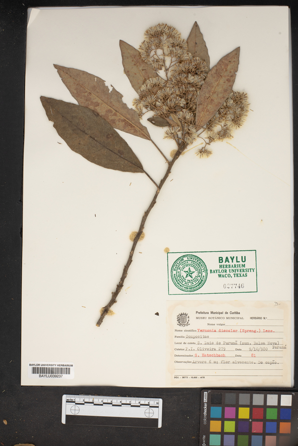 Vernonia discolor image