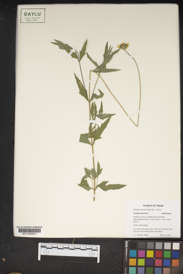 Wedelia texana image